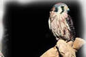 Live bird at Milford Nature Center