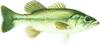 Largemouth Bass Image