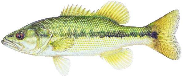 Spotted Bass Image Spotted Bass Image
