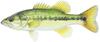 Spotted Bass Image