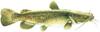 Flathead Catfish Image