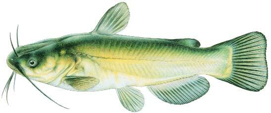 Black Bullhead Image Black Bullhead Image