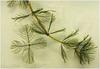 Eurasian Watermilfoil