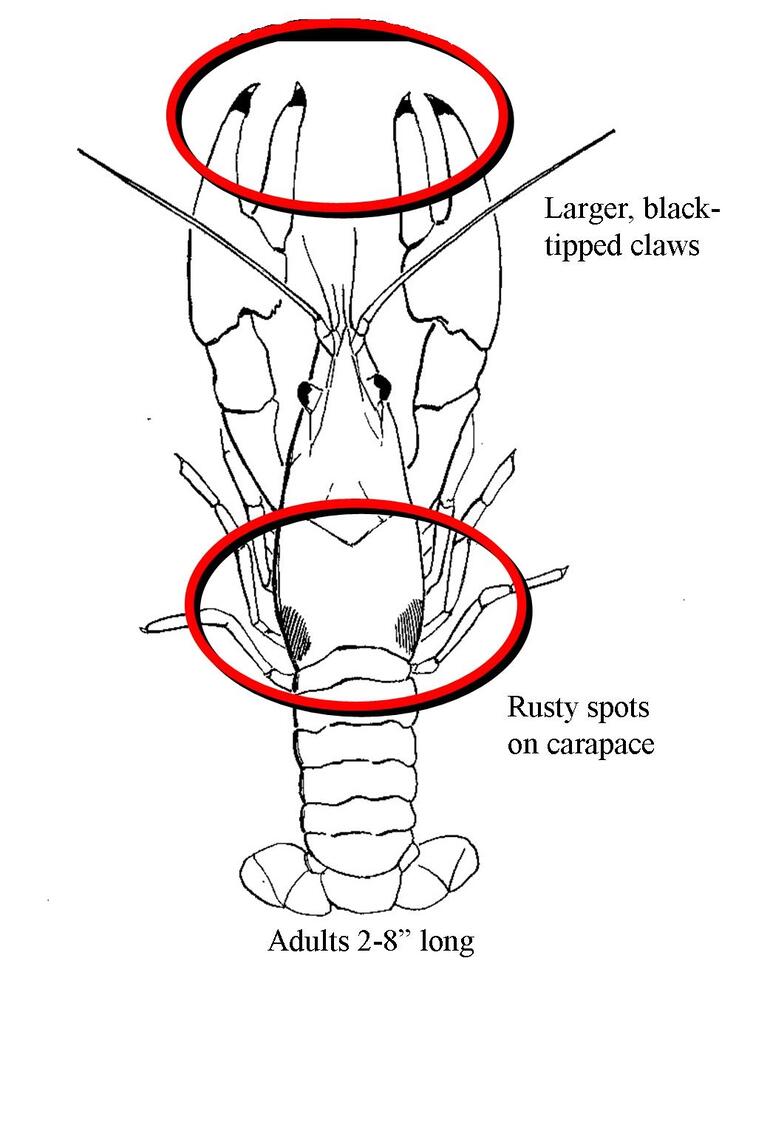 Rusty Crayfish line drawing