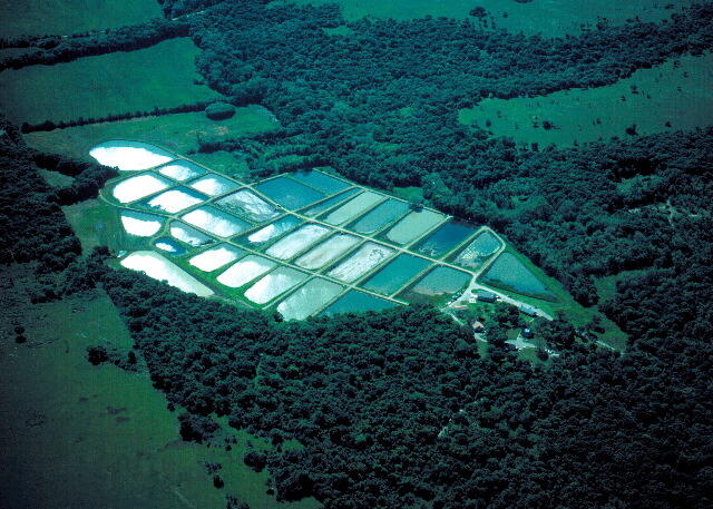 Farlington Hatchery Aerial 