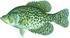 Black crappie