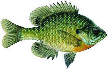 Bluegill