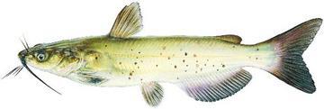 Channel catfish