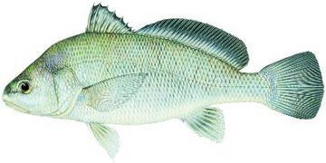 Drum