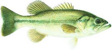 Largemouth bass