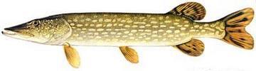 Northern pike