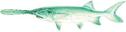 Paddlefish