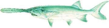 Paddlefish