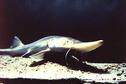 Pallid sturgeon