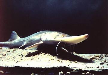Pallid sturgeon