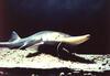 Pallid sturgeon