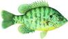 Redear sunfish