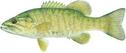 Smallmouth bass