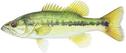 Spotted bass