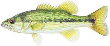 Spotted bass