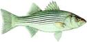 Striped bass