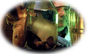 Fisheries Research