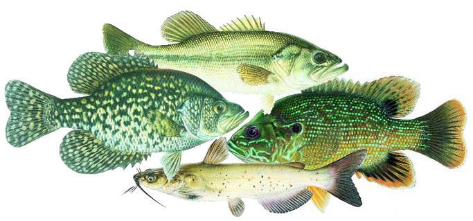 Fishes of Kansas