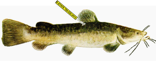 Flathead Catfish Tagging