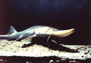 Pallid Sturgeon