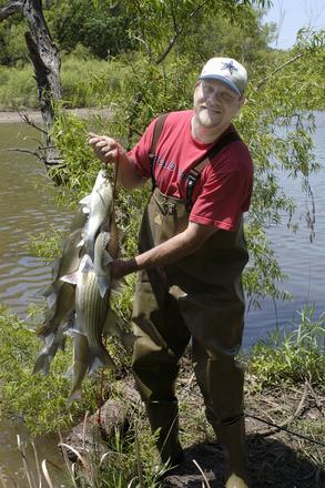 White bass stringer