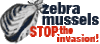 Zebra Mussel Logo