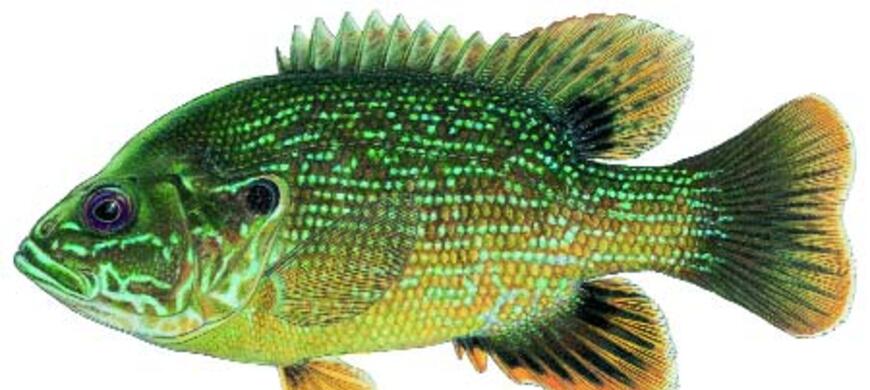 Green Sunfish Image Green Sunfish Image
