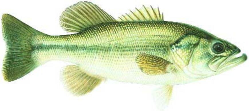 Largemouth Bass Image Largemouth Bass Image