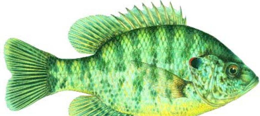 REDEAR SUNFISH REDEAR SUNFISH