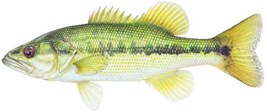 Spotted Bass Image Spotted Bass Image
