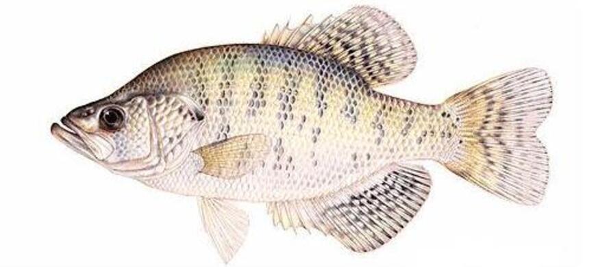 White Crappie Image White Crappie Image