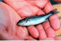 Largemouth Bass Fingerling