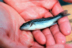 Largemouth Bass Fingerling