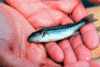 Largemouth Bass Fingerling