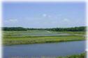Farlington Hatchery Ponds
