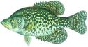 BLACK CRAPPIE 