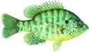 REDEAR SUNFISH