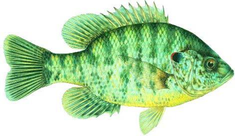 REDEAR SUNFISH