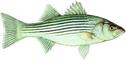 STRIPED BASS 