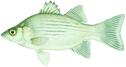 WHITE BASS 