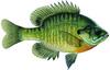 Bluegill Image
