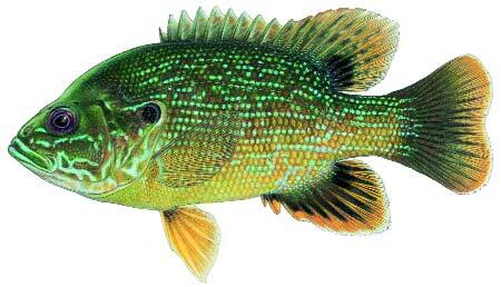 Green Sunfish Image Green Sunfish Image