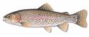 RAINBOW TROUT