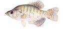 WHITE CRAPPIE