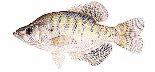 White Crappie Image